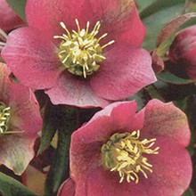 Les roses de Noël