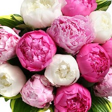 Rhizomes de pivoines