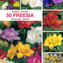 Freesia plantation - Resumé et Consignes