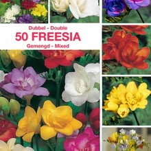 Freesia plantation - Resumé et Consignes