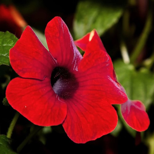 Suzanne aux yeux noirs Rouge - Thunbergia alata