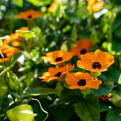 Suzanne aux yeux noirs Orange – Thunbergia alata
