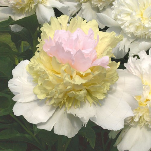 Rose Pivoine Top Brass - Paeonia