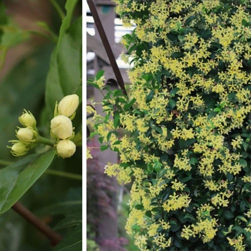 Toscaanse jasmijn Star of Tuscany - Trachelospermum jasminoides