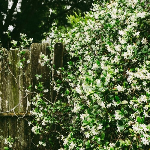 Jasmin Étoilé - Trachelospermum Jasminoides (Pack de Six)