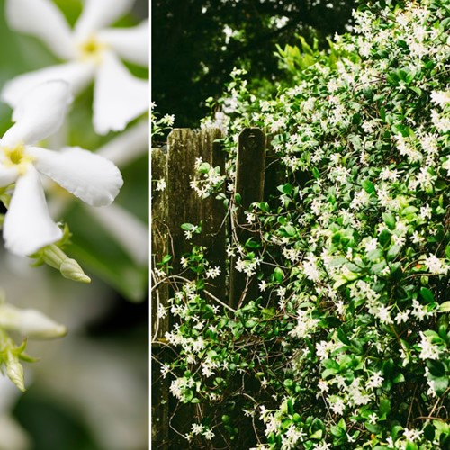 Jasmin Étoilé - Trachelospermum jasminoides (Pack de Trois)
