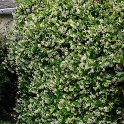Jasmin Étoilé - Trachelospermum Jasminoides