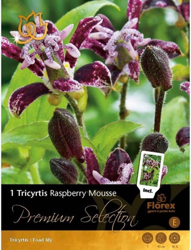 Tricyrtis Raspberry Mousse – Lis crapaud