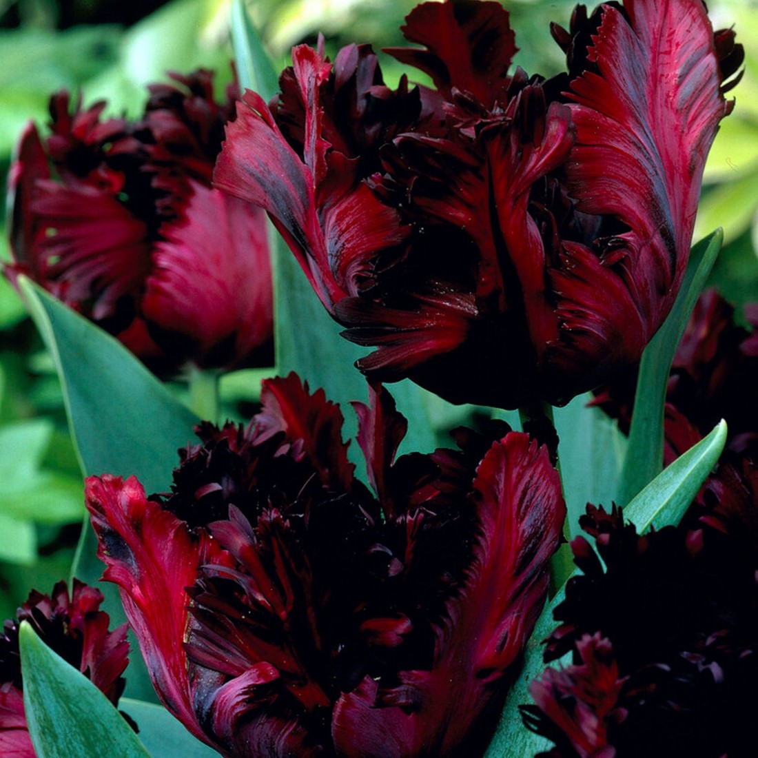 Roba Tulp Tulp Black Parrot - Tulipa Les Bulbes a Fleurs