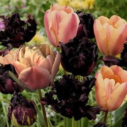 Tulipa Café Latte Mix - Tulipes