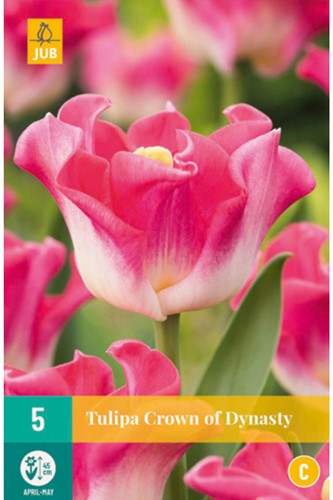 Tulipes Crown of Dynasty – Tulipa