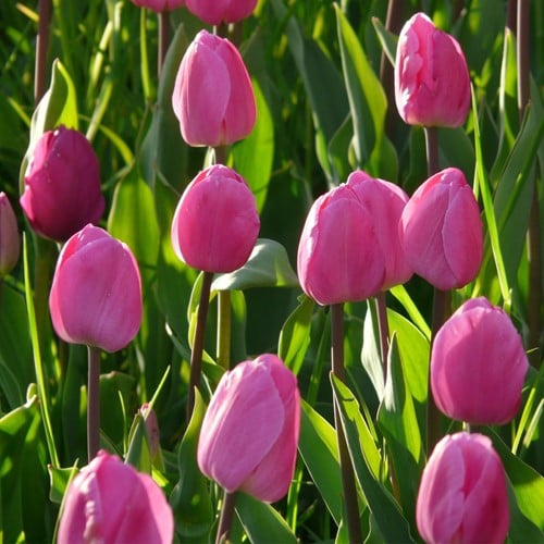 Tulipe Don Quichotte