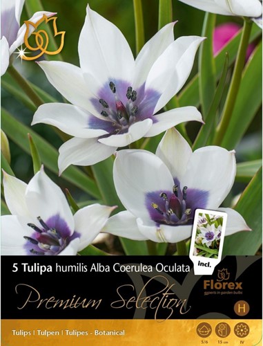 Tulipes Alba Coerulea Oculata – Tulipa humilis