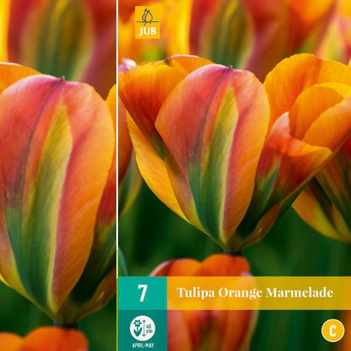 Tulipes Orange Marmelade – Tulipa