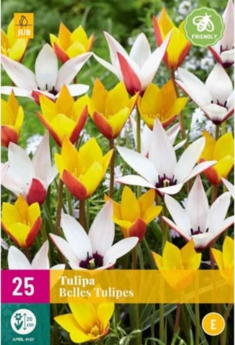 Tulipe Belles Tulipes - Tulipe de Perse
