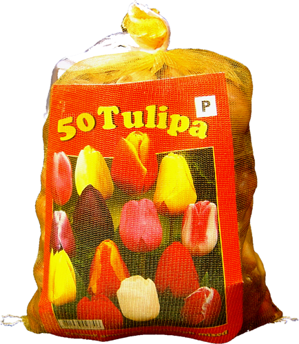 Tulipes Darwin en Mélange (XL-Emballage)