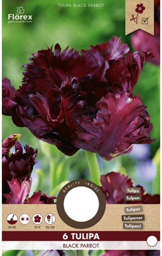 Tulipe Black Parrot