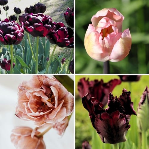 Tulipa Café Latte Mix - Tulipes