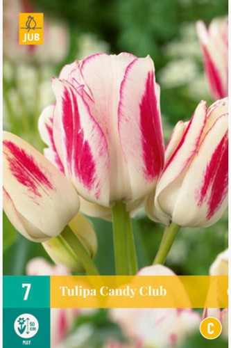 Tulipe Candy Club - Tulipa Chameleon