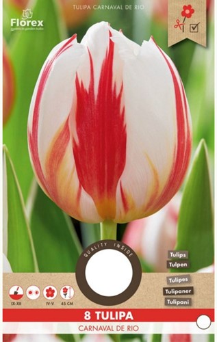 Tulipe Carnaval de Rio - Tulipa