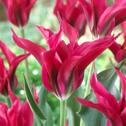Tulipes Doll's Minuet – Tulipa