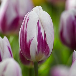Tulipe Flaming Flag