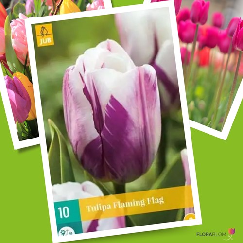 Tulipe Flaming Flag