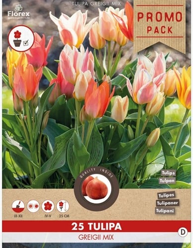 Tulipe Greigii en Mélange