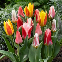 Tulipe Greigii en Mélange