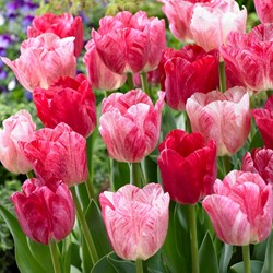 Tulipe Hemisphere