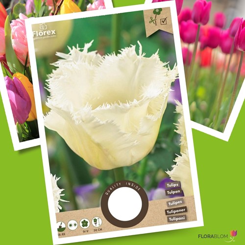Tulipa Honeymoon – Tulipes