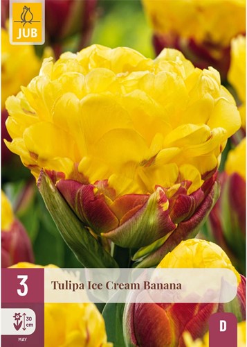 Tulipa Ice Cream Banana - Tulipe double