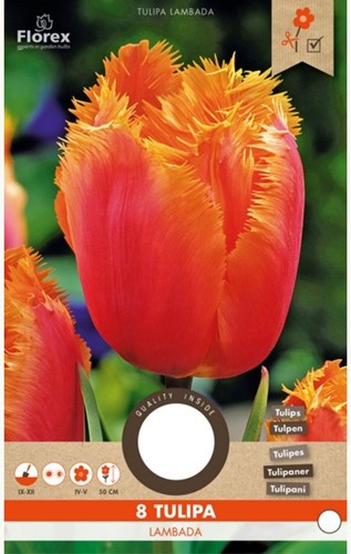 Tulipe Lambada - Tulipa Crispa