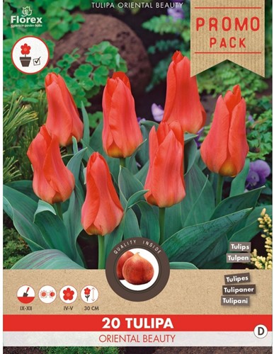 Tulipe Oriental Beauty