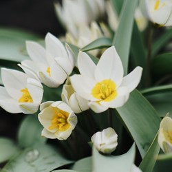 Tulipa polychroma – Tulipe botanique