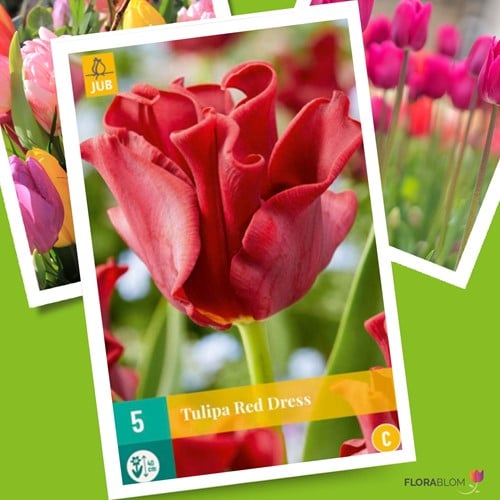 Tulipes Red Dress – Tulipa