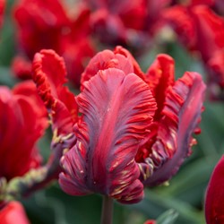 Tulipe Rococo