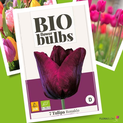 Tulipa Ronaldo – Tulipes BIO