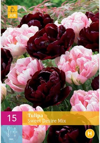 Tulipes Sweet Desire en Mélange - Tulipa