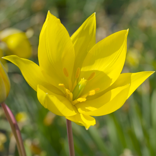 Tulipa Sylvestris – Tulipe des Bois