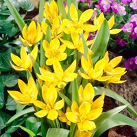 Tulp Tarda Dasystemon - Tulipa