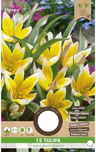 Tulipe Tarda Dasystemon