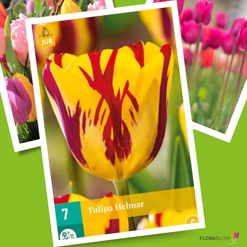 Tulipe Helmar