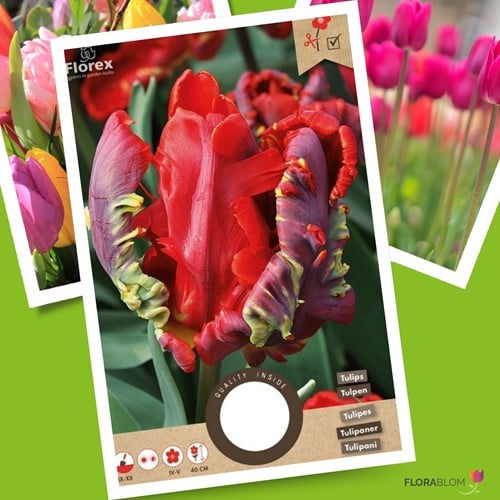 Tulipe Rococo