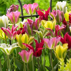 Mélange Tulipe Viridiflora - Tulipa