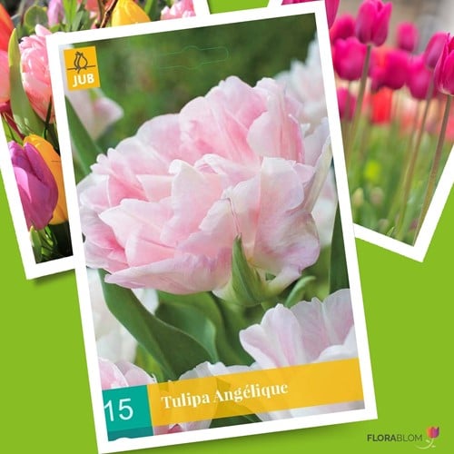 Tulipe Angelique