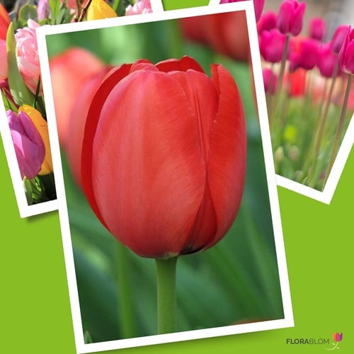 Tulipe Apeldoorn