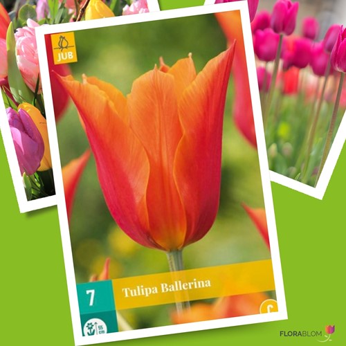 Tulipe Ballerina