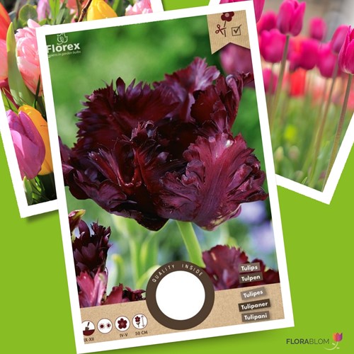 Tulipe Black Parrot
