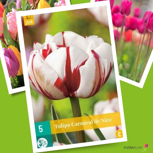 Tulipe Carnaval de Nice
